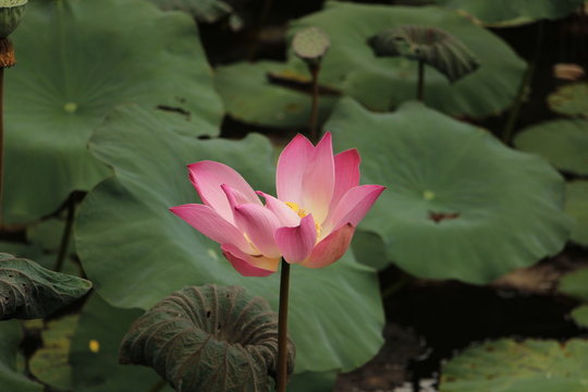 预测下期中奖彩票号码
